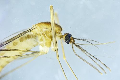 Réf. 296 408 : Anopheles maculipennis